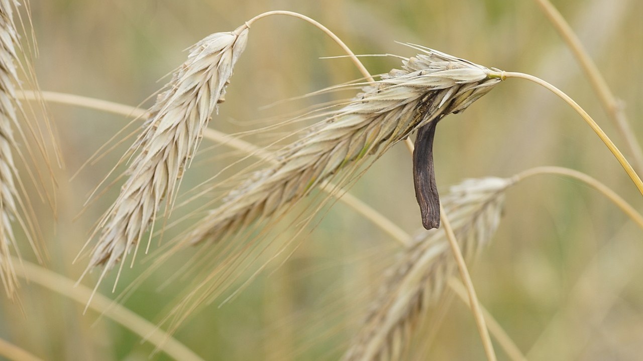 claviceps purpurea fungo