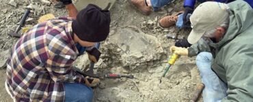 fossile tartaruga bambino