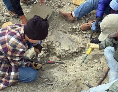 fossile tartaruga bambino