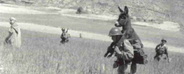 Foto del giorno: un asino in difficoltà