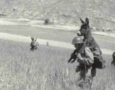 Foto del giorno: un asino in difficoltà