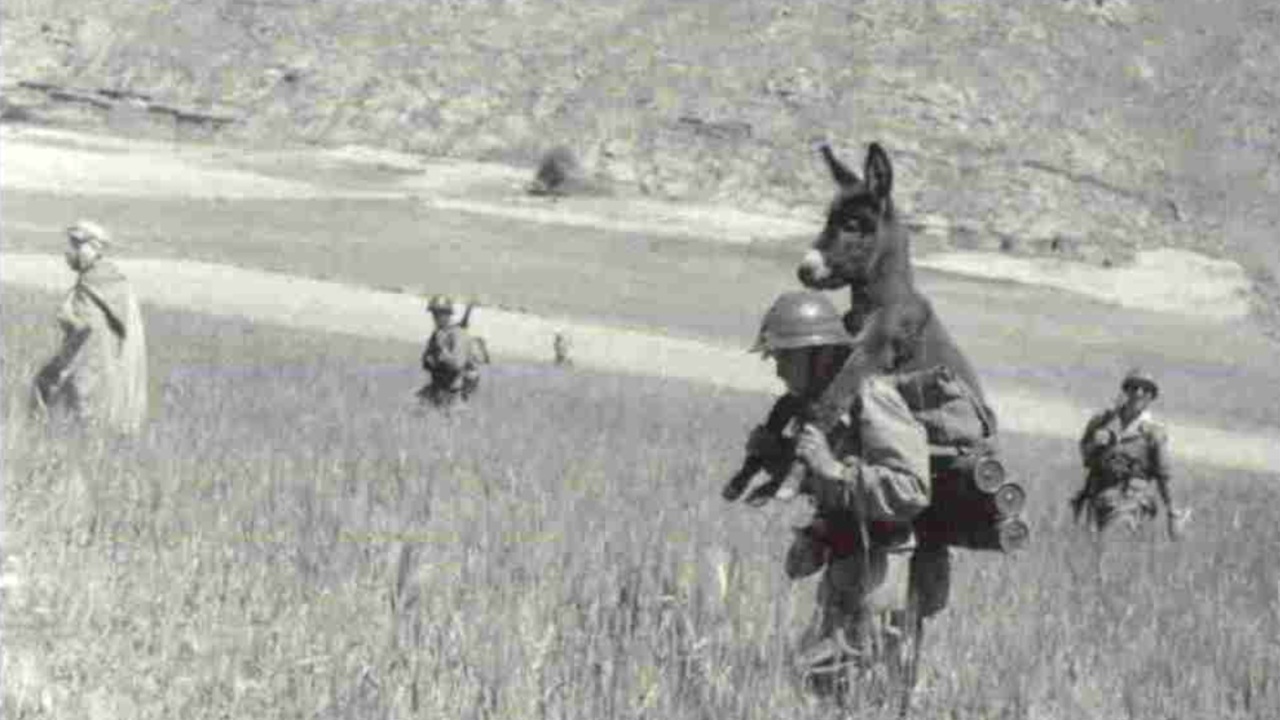 Foto del giorno: un asino in difficoltà