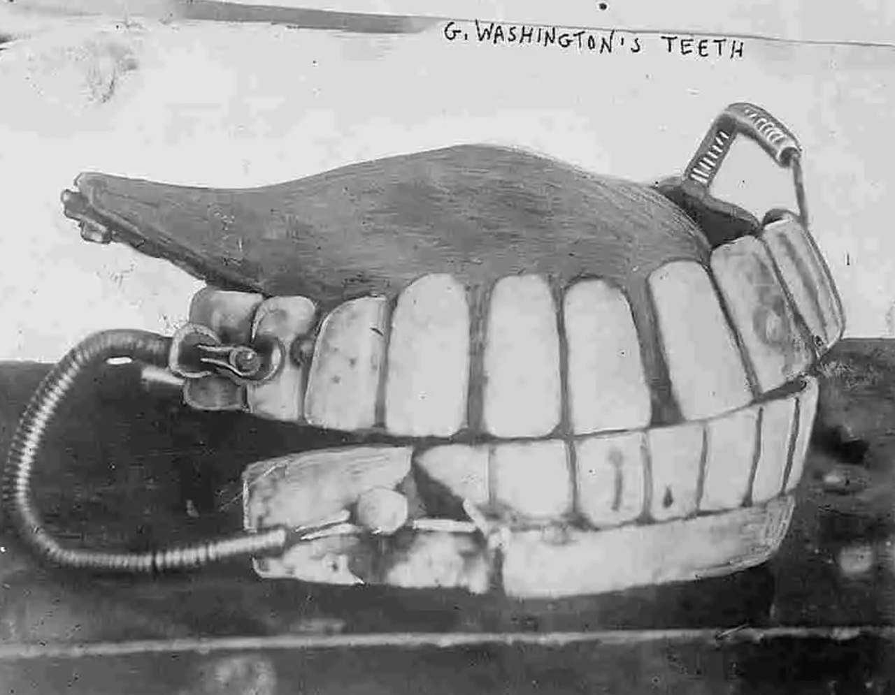 scucchia protesi dentale