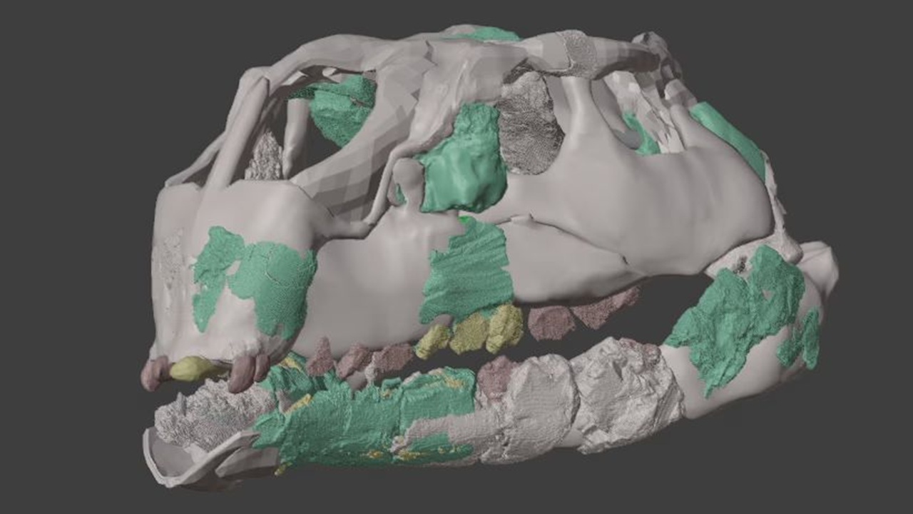 mini dinosauro cranio