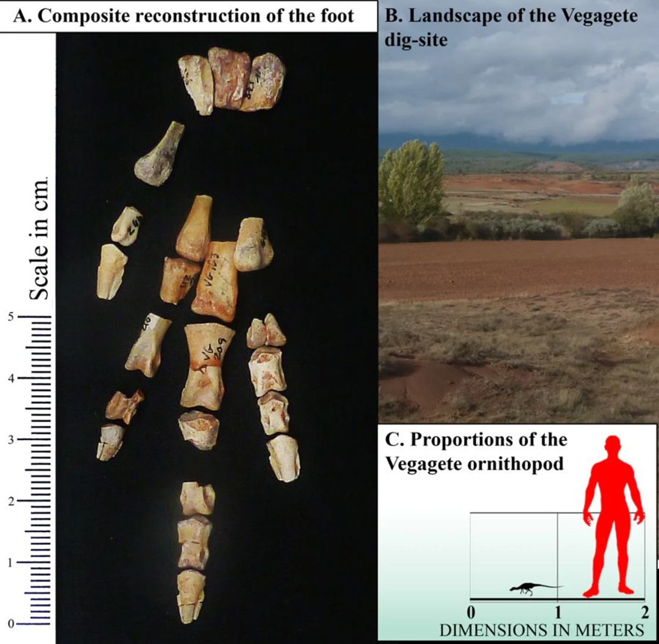 mini dinosauro spagna